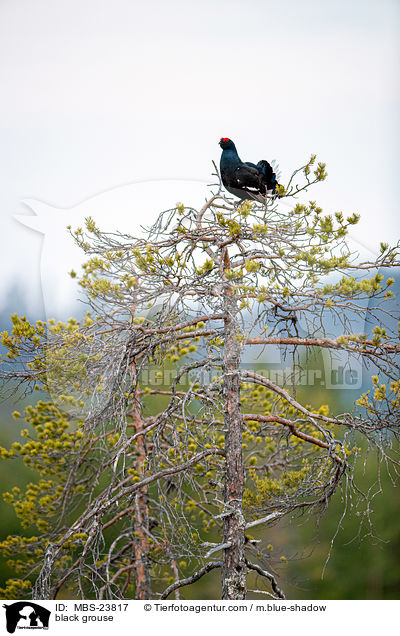 black grouse / MBS-23817