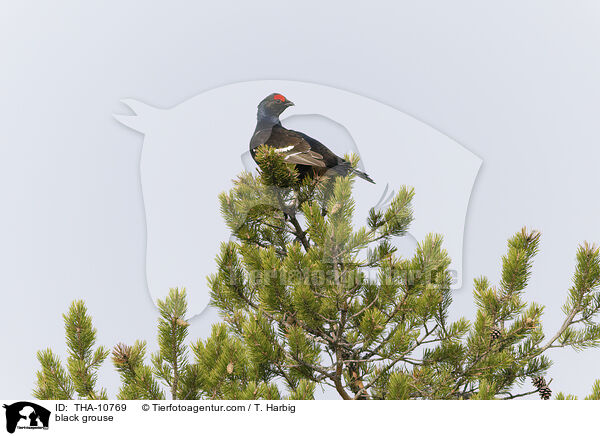 Birkhuhn / black grouse / THA-10769