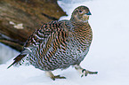 black grouse