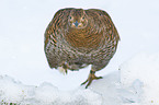 black grouse