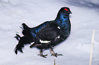 black grouse