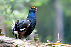 male black grouse
