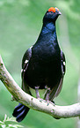male black grouse