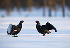 black grouse