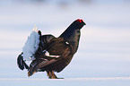 black grouse