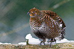 black grouse