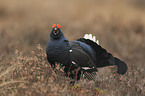 black grouse