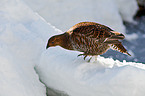 black grouse