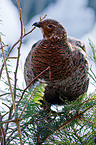 black grouse