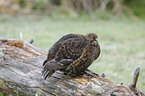 black grouse