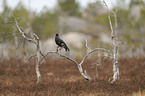 black grouse