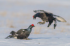 fighting Black grouse