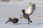 fighting Black grouse