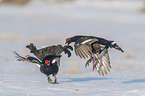 fighting Black grouse