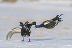 fighting Black grouse