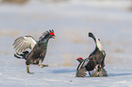 fighting Black grouse