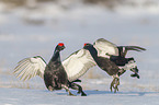 fighting Black grouse