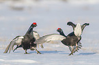 fighting Black grouse