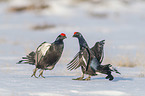 fighting Black grouse