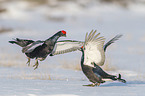 fighting Black grouse