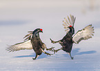 fighting Black grouse
