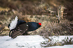 standing Blackgame