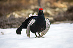 standing Blackgame