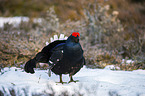 standing Blackgame