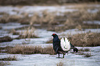 standing Blackgame