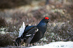 standing Blackgame