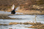 flying Blackgame