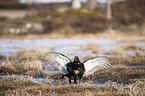 flying Blackgame