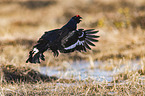 flying Blackgame