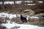 black grouse