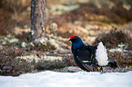 black grouse