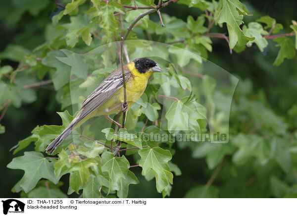 Kappenammer / black-headed bunting / THA-11255