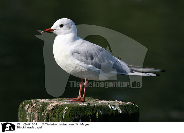 Black-headed gull / KM-01054