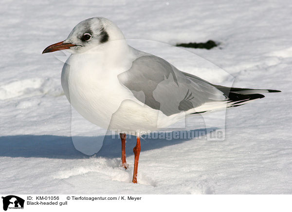 Lachmwe / Black-headed gull / KM-01056