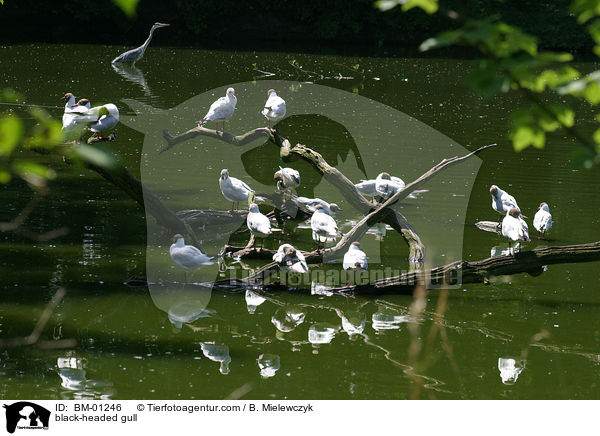 Lachmwe / black-headed gull / BM-01246