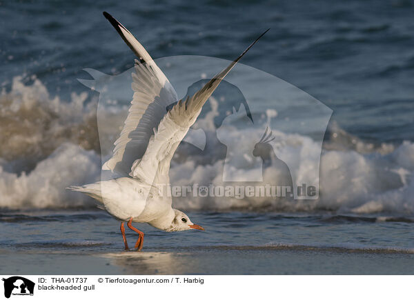 Lachmwe / black-headed gull / THA-01737
