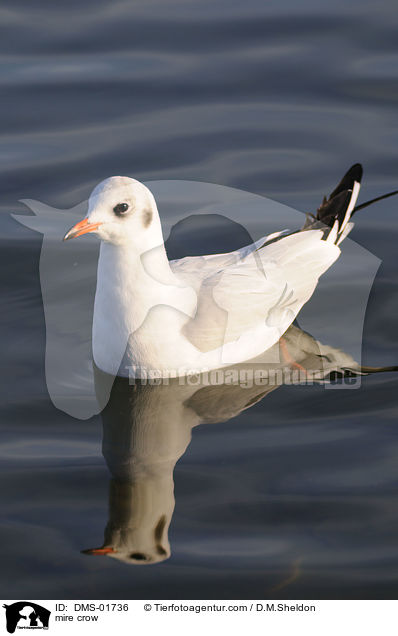 Lachmwe / mire crow / DMS-01736