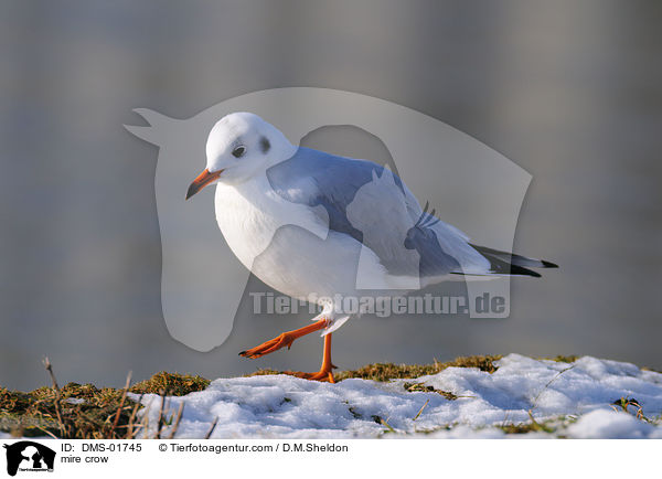 Lachmwe / mire crow / DMS-01745