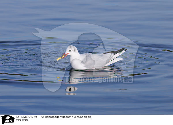 Lachmwe / mire crow / DMS-01746