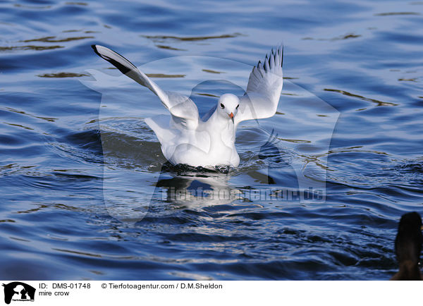 Lachmwe / mire crow / DMS-01748