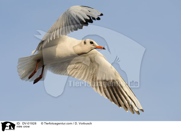 Lachmwe / mire crow / DV-01928