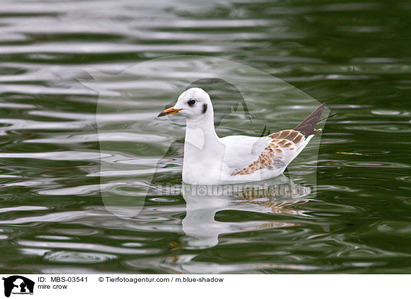 Lachmwe / mire crow / MBS-03541