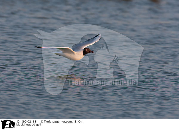 Lachmwe / black-headed gull / SO-02188