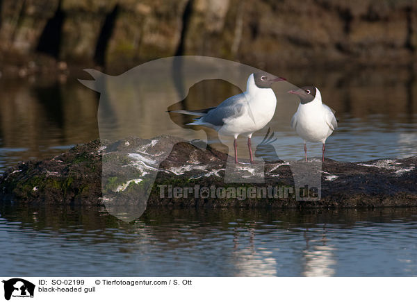 Lachmwe / black-headed gull / SO-02199