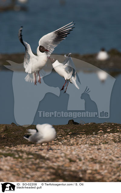 Lachmwe / black-headed gull / SO-02208