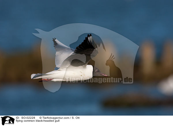 fliegende Lachmwe / flying common black-headed gull / SO-02228